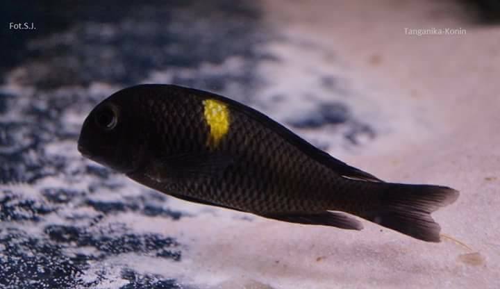 Tropheus sp. 'black' Lueba